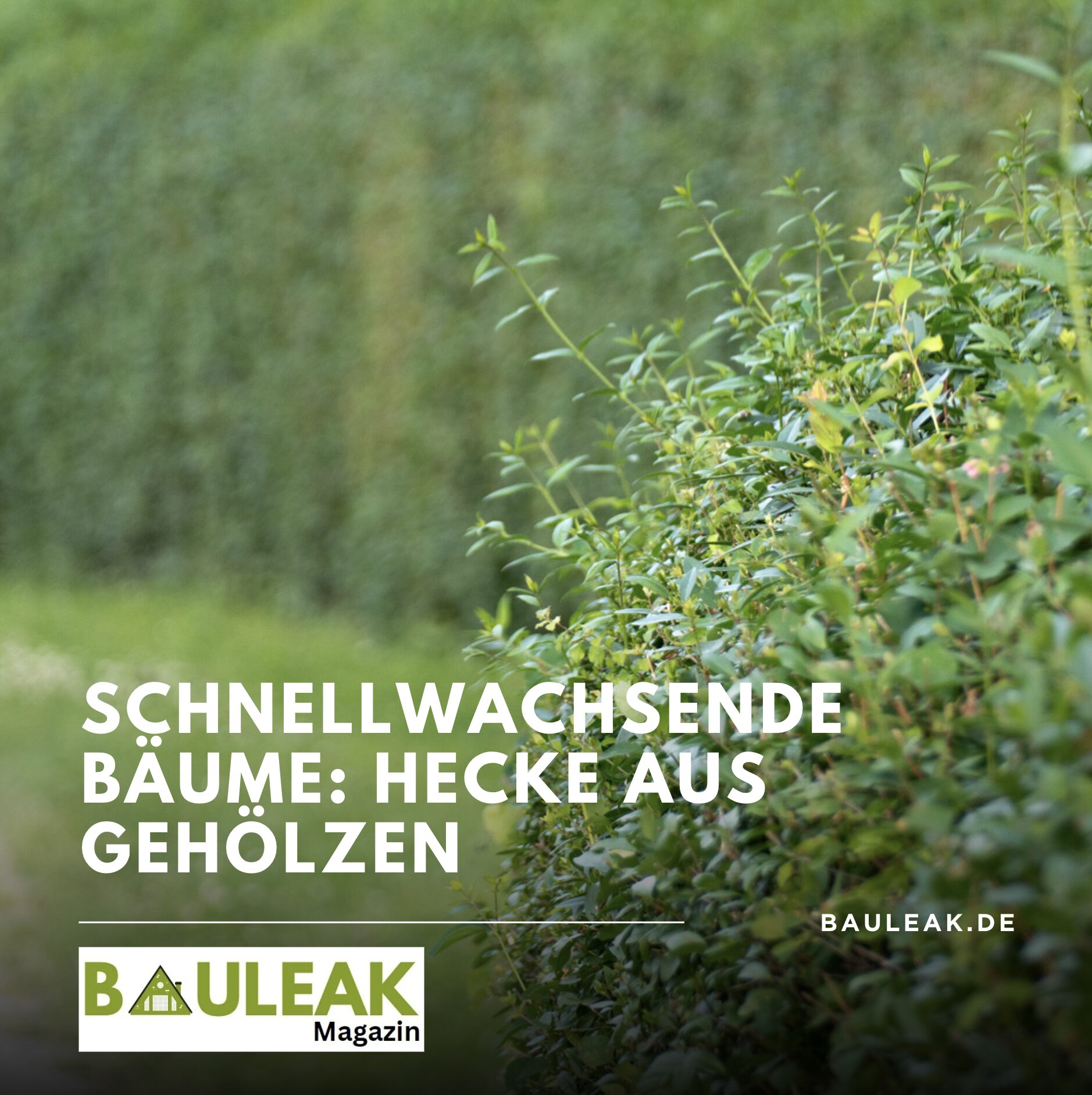 Schnellwachsende Bäume: Hecke aus Gehölzen