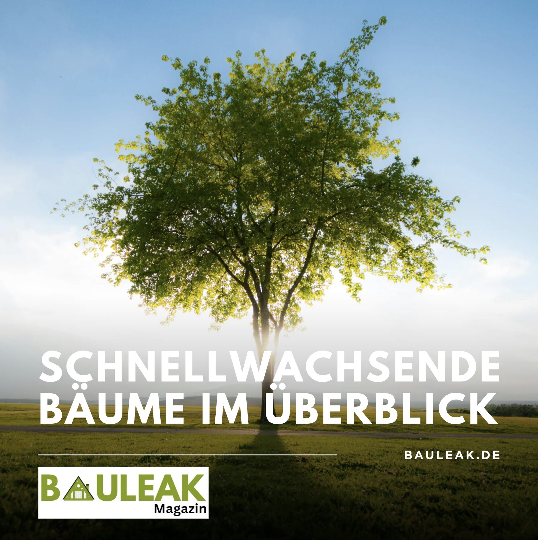 Schnellwachsende Bäume im Überblick