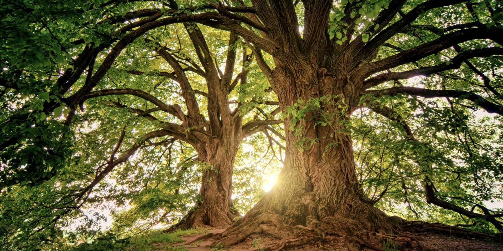 Schnellwachsender Baum
