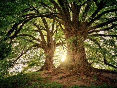 Schnellwachsender Baum
