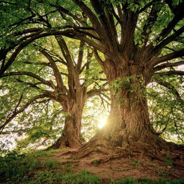 Schnellwachsender Baum