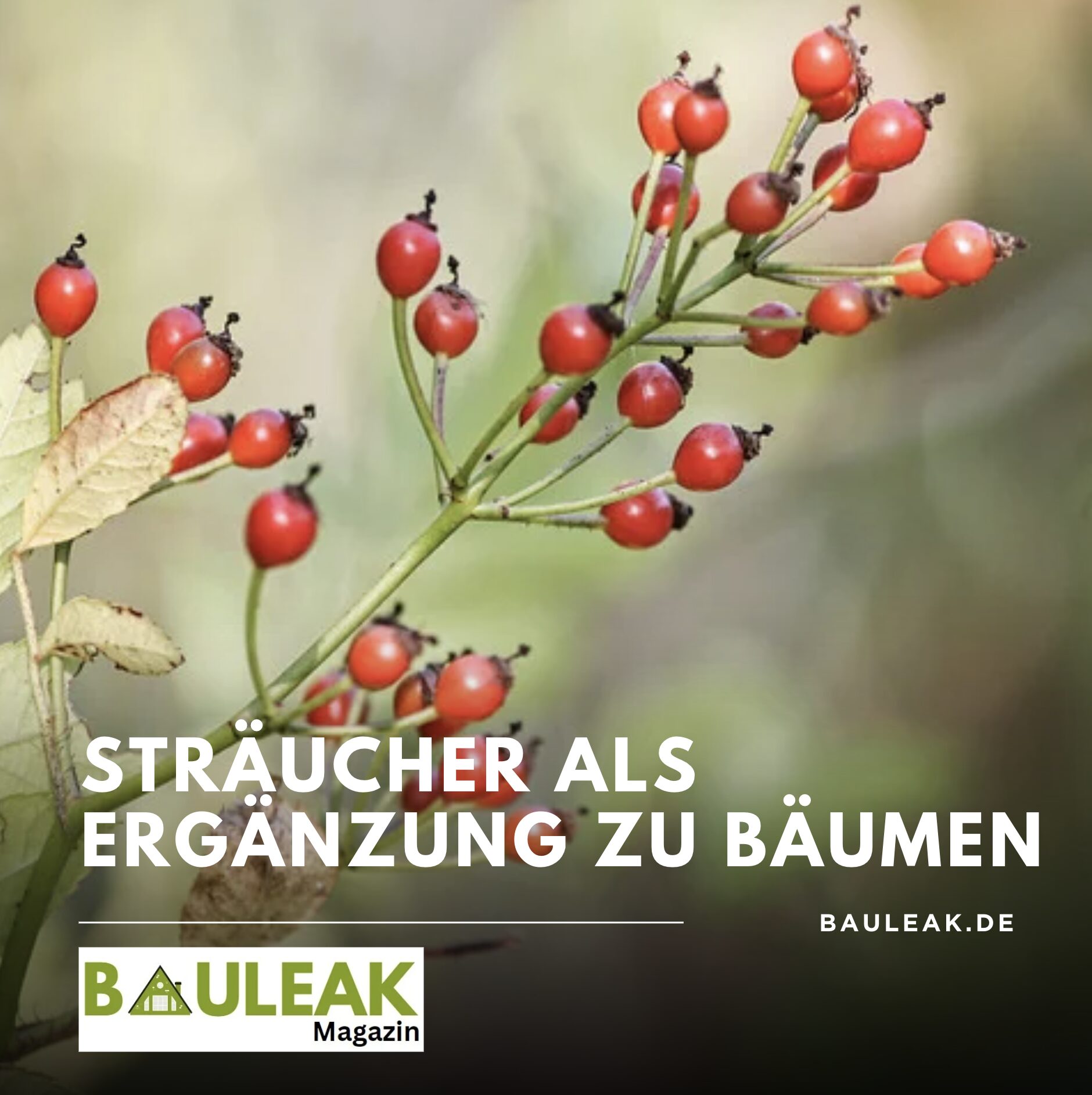 Sträucher als Ergänzung zu Bäumen