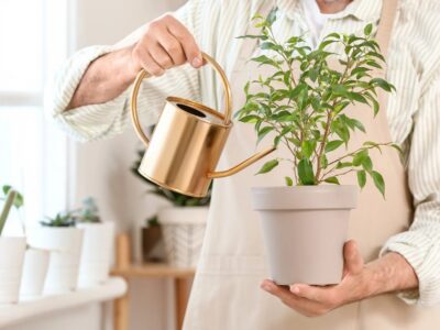 Welche Pflanzen mit Milch düngen Geheimtipp für gesunde Pflanzen