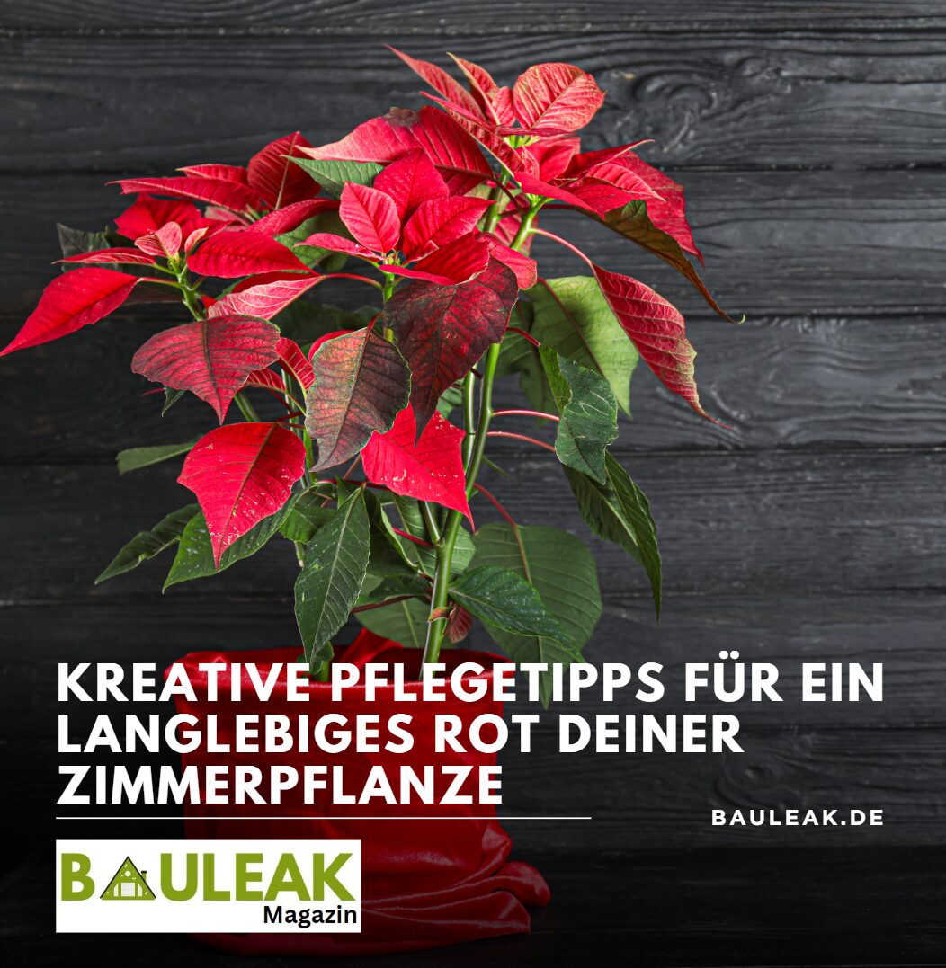 Kreative Pflegetipps für ein langlebiges Rot deiner Zimmerpflanze Kreative Pflegetipps für ein langlebiges Rot deiner Zimmerpflanze