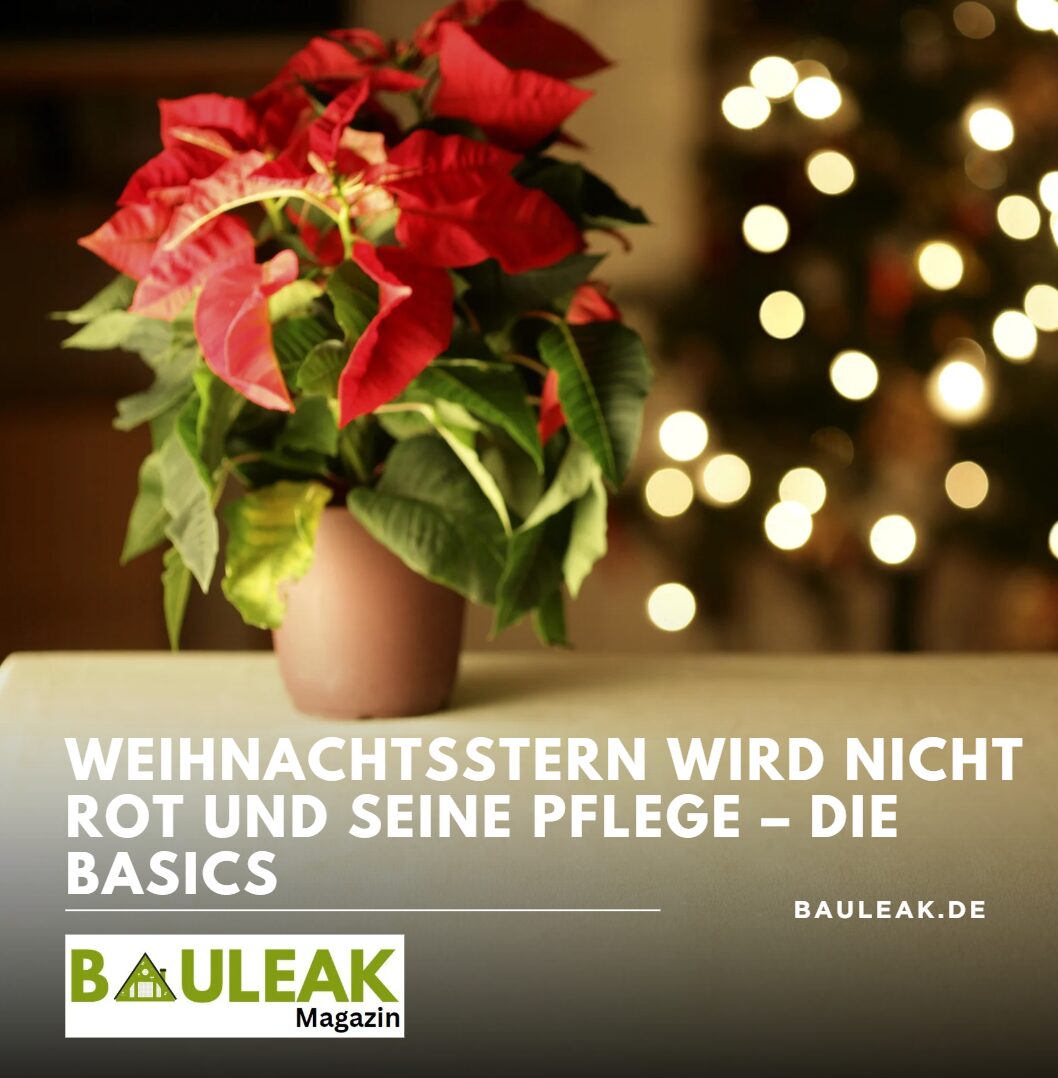Weihnachtsstern wird nicht rot und seine Pflege – die Basics Weihnachtsstern wird nicht rot und seine Pflege – die Basics