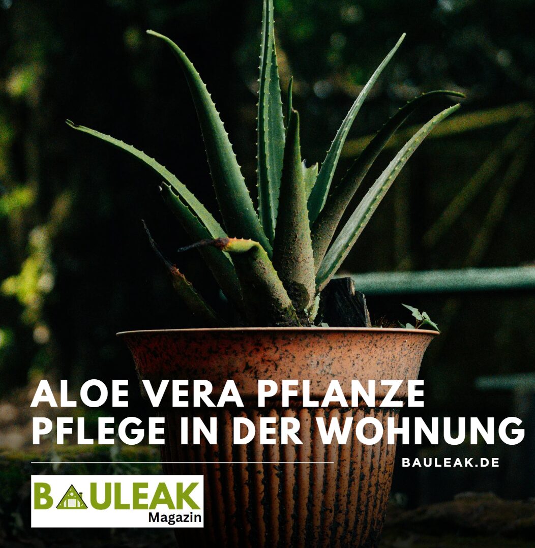 Aloe Vera Pflanze Pflege in der Wohnung der richtige Standort entscheidend Aloe Vera Pflanze Pflege in der Wohnung der richtige Standort entscheidend