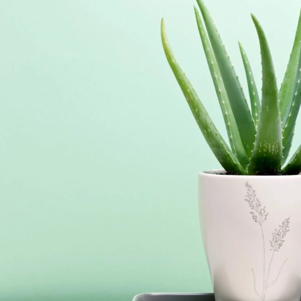 Aloe Vera Pflanze Pflege in der Wohnung für eine gesunde Heilpflanze