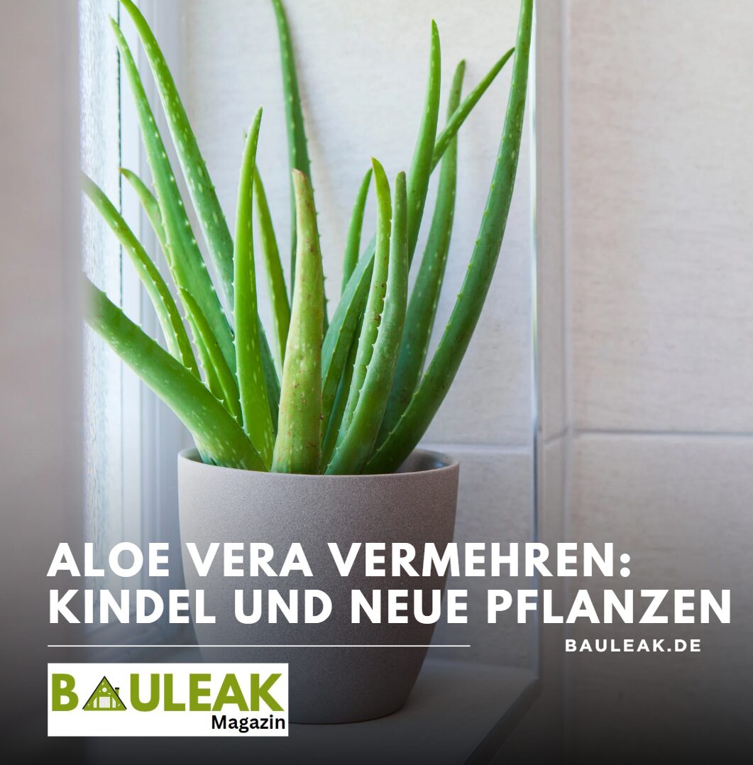 Aloe Vera Vermehren Kindel und neue Pflanzen Aloe Vera Vermehren Kindel und neue Pflanzen