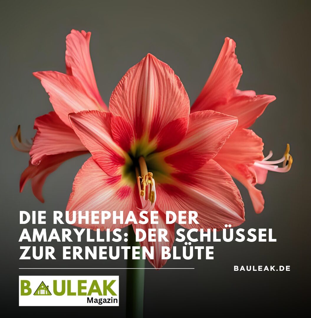 Die Ruhephase der Amaryllis Der Schlüssel zur erneuten Blüte Die Ruhephase der Amaryllis Der Schlüssel zur erneuten Blüte