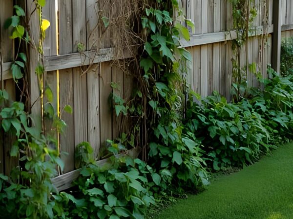 Unkraut vom Nachbarn wächst durch den Zaun Strategien und Lösungen