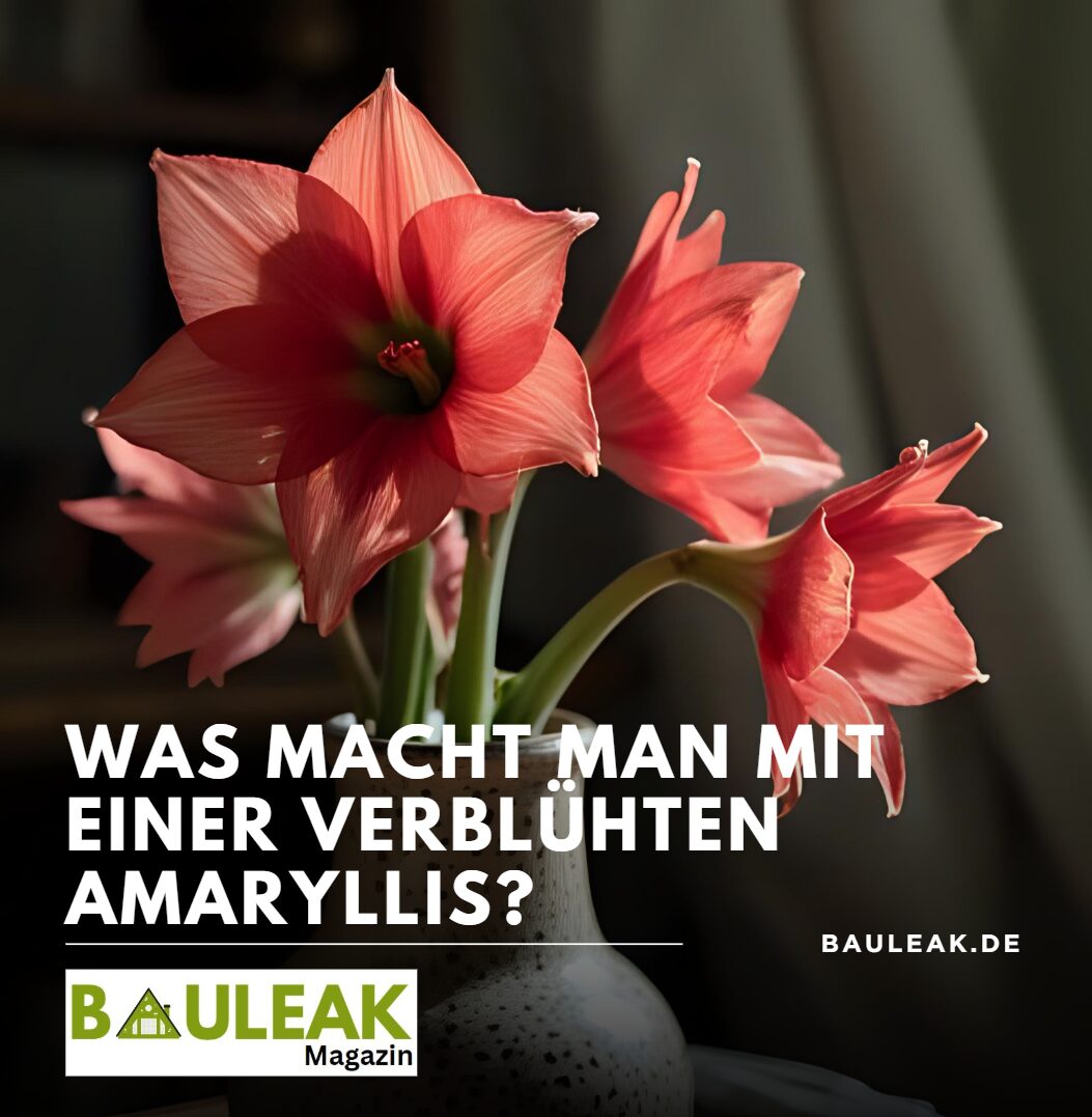Was macht man mit einer verblühten Amaryllis Aufbruch zum neuen Wachstum Was macht man mit einer verblühten Amaryllis Aufbruch zum neuen Wachstum