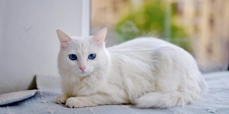 was hält katzen fern