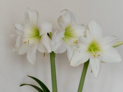 amaryllis überwintern und wieder zum blühen bringen