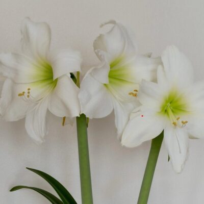 amaryllis überwintern und wieder zum blühen bringen