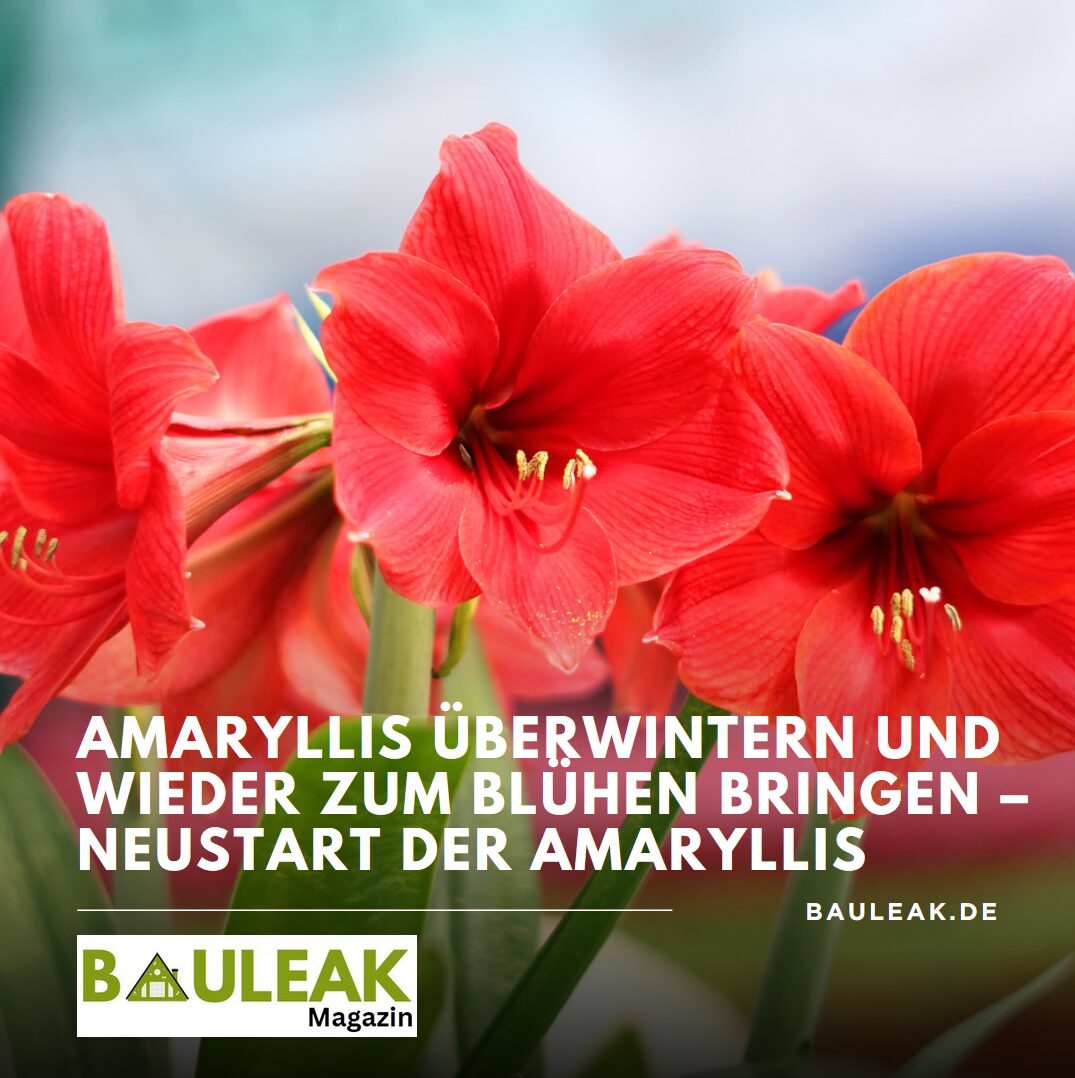 Amaryllis überwintern und wieder zum Blühen bringen – Neustart der Amaryllis Amaryllis überwintern und wieder zum Blühen bringen – Neustart der Amaryllis