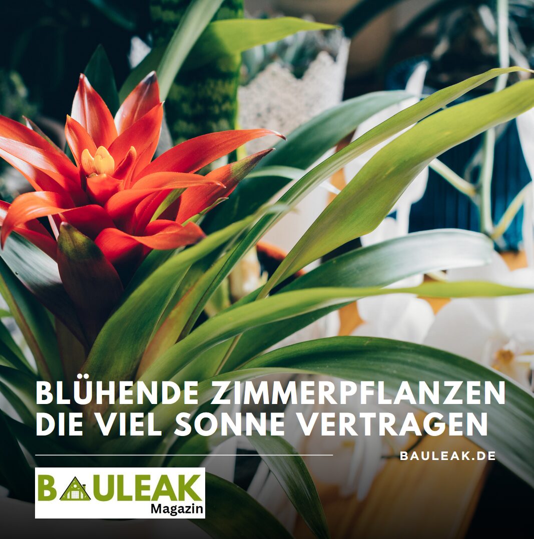 Blühende Zimmerpflanzen die viel Sonne vertragen Blühende Zimmerpflanzen die viel Sonne vertragen