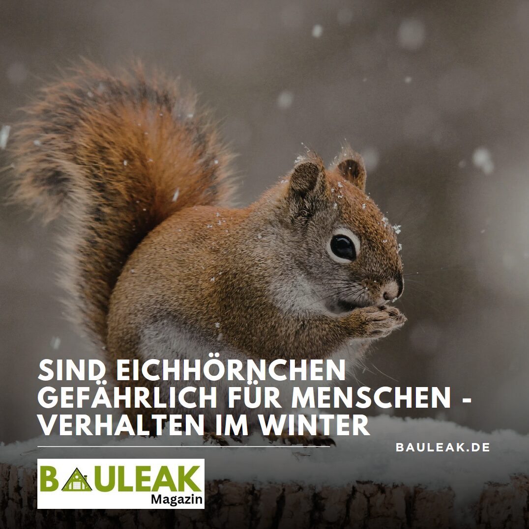 Sind Eichhörnchen gefährlich für Menschen - Verhalten im Winter Sind Eichhörnchen gefährlich für Menschen - Verhalten im Winter