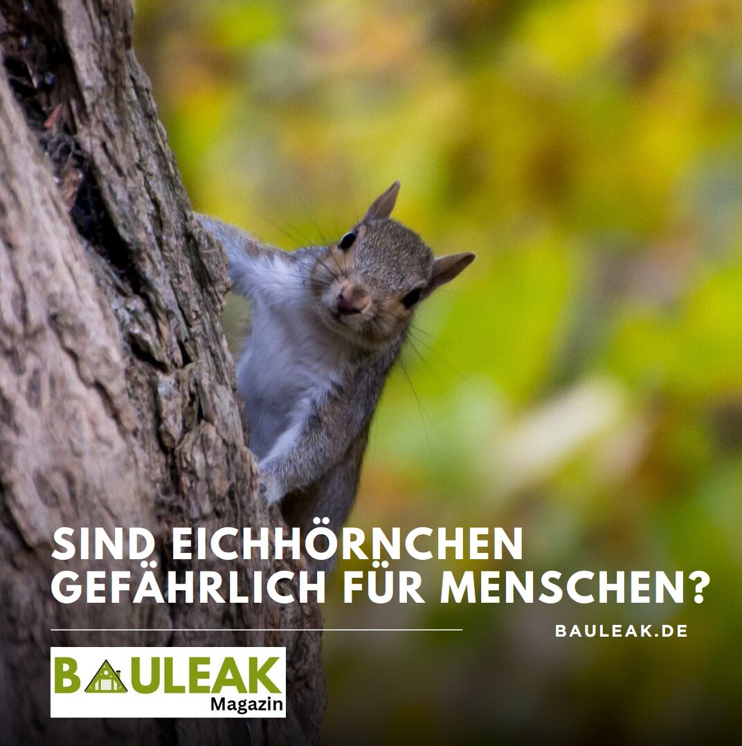Sind Eichhörnchen gefährlich für Menschen? Sind Eichhörnchen gefährlich für Menschen?