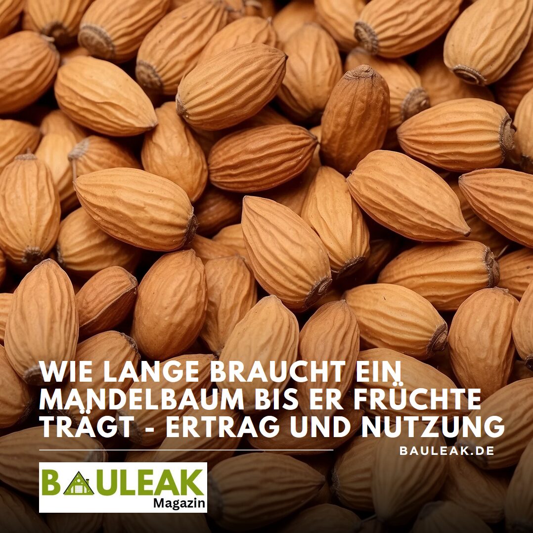 Wie lange braucht ein Mandelbaum bis er Früchte trägt - Ertrag und Nutzung