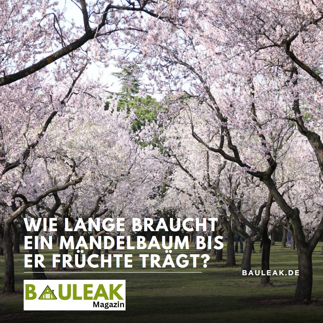 Wie lange braucht ein Mandelbaum bis er Früchte trägt? Wie lange braucht ein Mandelbaum bis er Früchte trägt?