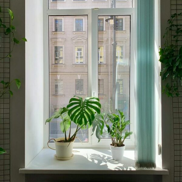 blühende zimmerpflanzen die viel sonne vertragen