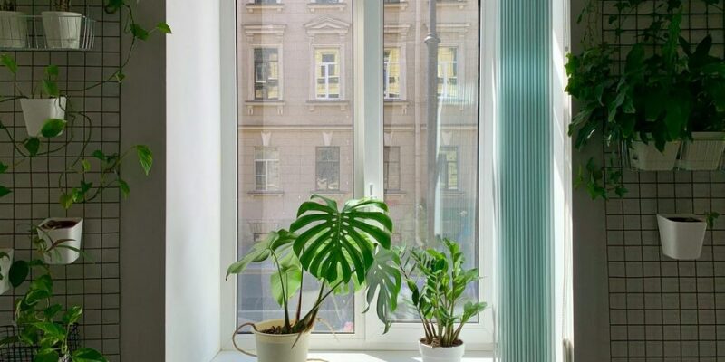 blühende zimmerpflanzen die viel sonne vertragen