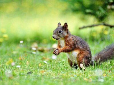 eichhörnchen gefährlich für menschen