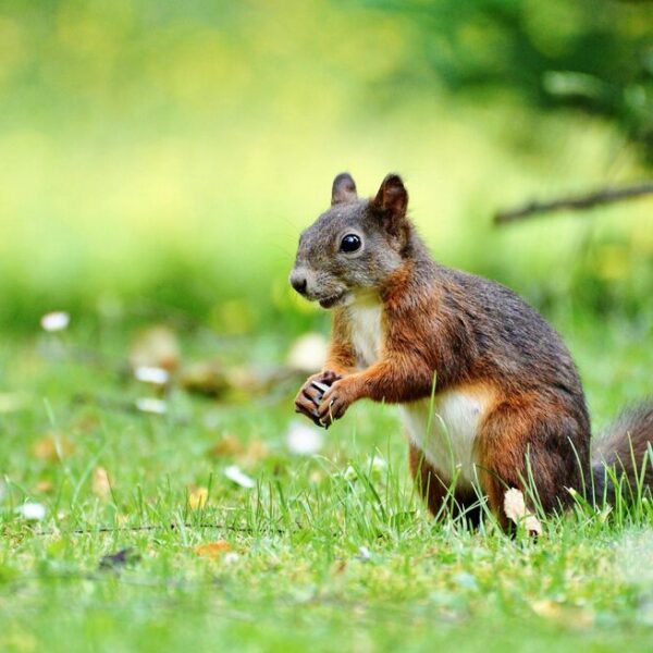 eichhörnchen gefährlich für menschen