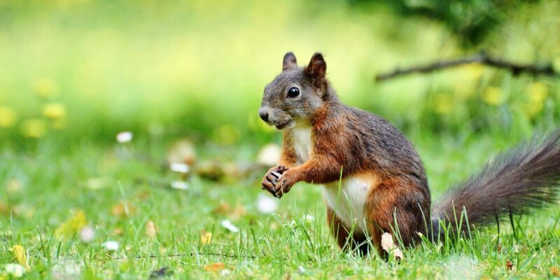 eichhörnchen gefährlich für menschen