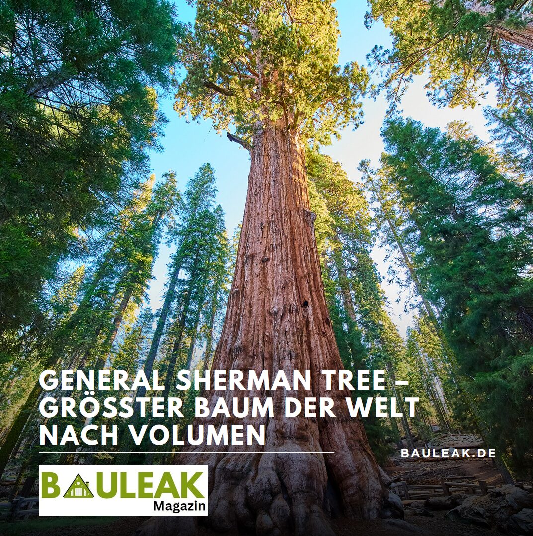 General Sherman Tree – größter Baum der Welt nach Volumen General Sherman Tree – größter Baum der Welt nach Volumen