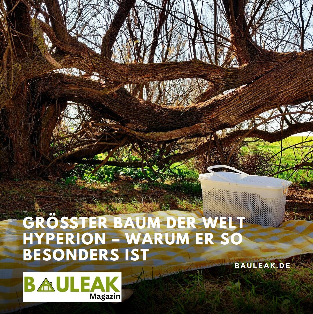 Größter Baum der Welt Hyperion – warum er so besonders ist Größter Baum der Welt Hyperion – warum er so besonders ist