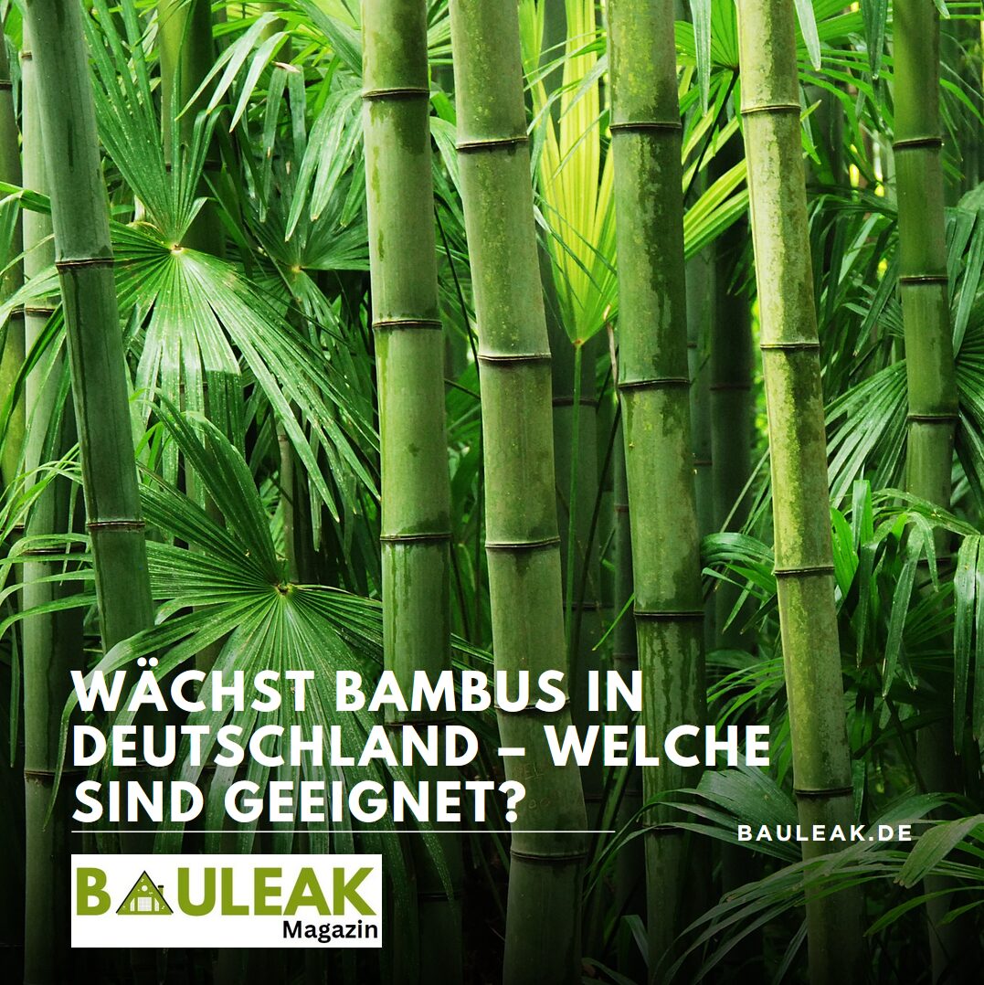 Wächst Bambus in Deutschland – welche sind geeignet? Wächst Bambus in Deutschland – welche sind geeignet?