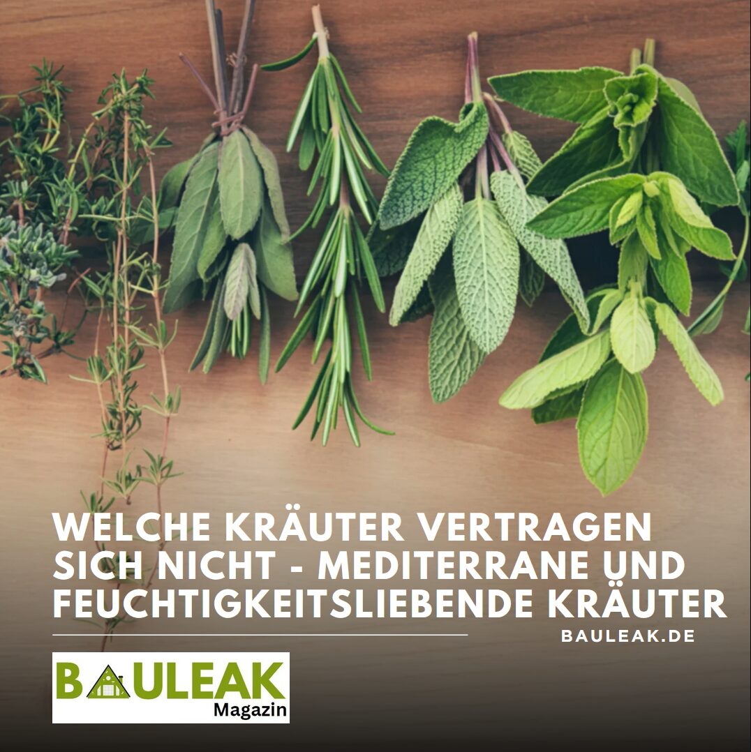 Welche Kräuter vertragen sich nicht - mediterrane und feuchtigkeitsliebende Kräuter Welche Kräuter vertragen sich nicht - mediterrane und feuchtigkeitsliebende Kräuter