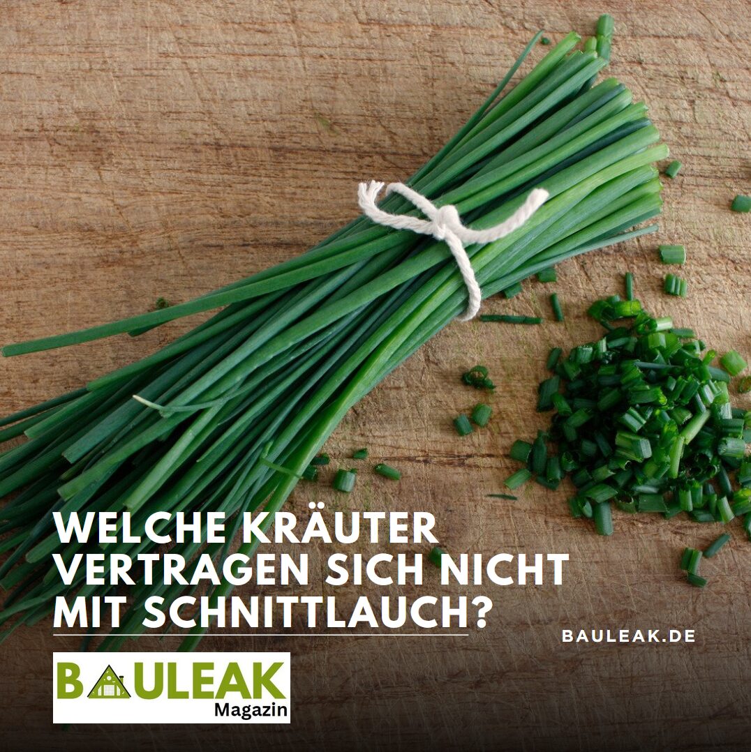 Welche Kräuter vertragen sich nicht mit Schnittlauch? Welche Kräuter vertragen sich nicht mit Schnittlauch?