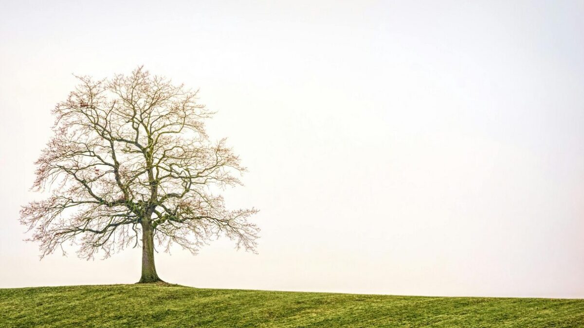 größter baum der welt