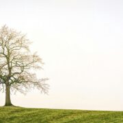 größter baum der welt