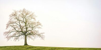 größter baum der welt