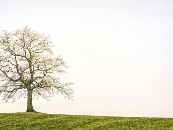größter baum der welt