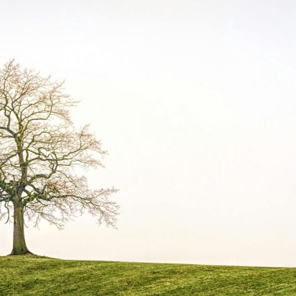 größter baum der welt
