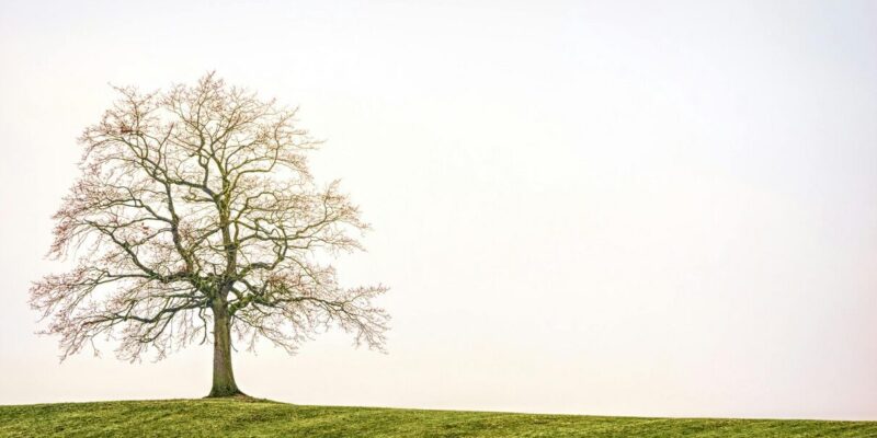 größter baum der welt