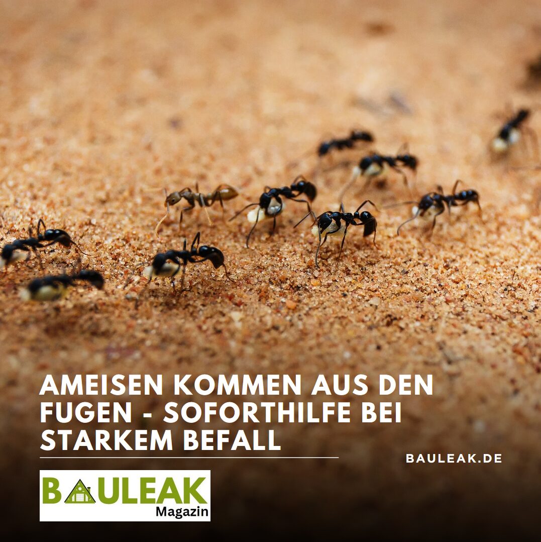 Ameisen kommen aus den Fugen - Soforthilfe bei starkem Befall