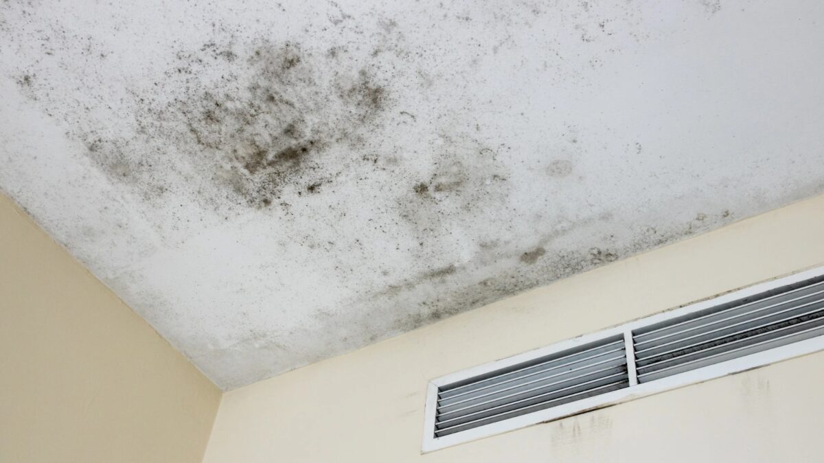 Unsichtbarer Schimmel in der Wohnung – Symptome oft unterschätzt und gesundheitlich riskant